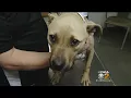Police Investigating Animal Cruelty Case In Fayette Co