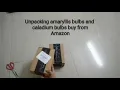 Amaryllis bulbs and caladium bulbs buy from Amazon