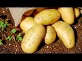 10 Benefits of Potatoes Health And Nutrition