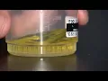 Using Fake Urine To Cheat Drug Tests