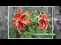 Download Lagu What Are the Different Types of Lilies?