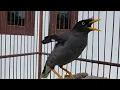 Download Lagu Jalak kebo Muda Super Gacor Mompa - Masteran Dan Pancingan Segala Jenis Burung Jalak #151