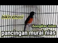 Download Lagu pancingan murai batu nias bikin emosi gacor dan bongkar isian