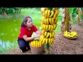 Download Lagu Harvesting 1000+ Kg Banana On The Hill Goes To Market Sell, Harvest Banana, Orange | Ella New Life
