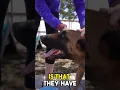How I picked the Perfect Dog Boarding Spot
