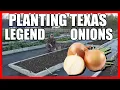 Planting Texas Legend Onions