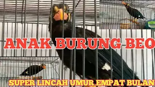 Download MELATIH ANAK BURUNG BEO UMUR 4 BULAN MP3