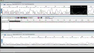 Bio-Edit uploading sequences to Bio-Edit sequence alignment and creating a consensus sequence