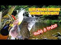 Download Lagu GURU VOKAL TERBAIK UNTUK MURAI BATU DAN MUDAH DI TIRUKAN.