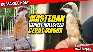 Download Masteran CENDET Rollspeed || versi gabusan MP3