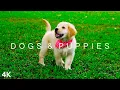 DOGS PUPPIES in 4K 2 Hours Relaxing Ambient Music Strings Cute Pets