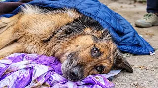 She Couldn't Move, Only Beg With Her Eyes… Yet Every Nearby Vet Turned Her Away.