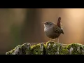 Download Lagu Lagu Burung Wren - Suara Alam dan Burung | 10 Jam