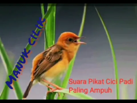 Download MP3 SUARA PIKAT CICI PADI AMPUH #cicipadi #prenjaksawah #pikat #pikatanburung #suarapikatburungkecil