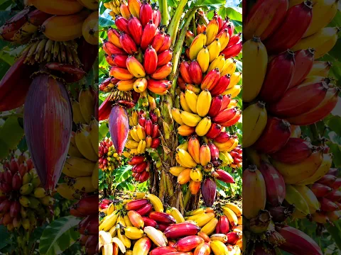 Easy and fast techniques for growing and propagating banana trees #garden #plant #fruits