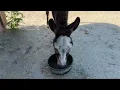 Farnam Sand Clear Crumbles for my Donkeys Horses
