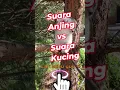 Download Lagu Varian Suara Kucing vs Suara Anjing