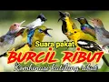 Download Lagu SUARA PIKAT BURUNG KECIL RIBUT KOMBINASI KUTILANG RIBUT