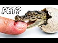 1 vs 100 000 Egg I Hatched The Craziest Pets