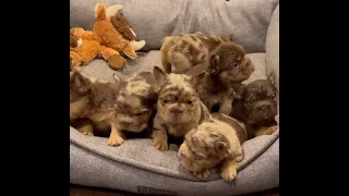 Look at these beautiful Fluffy frenchies !!