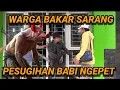 RAJA WAHABI BABI NGEPET SATU KAMPUNG TANGKAP BABI NGEPET SIANG BOLONG KURAS UANG WARGA SAGU
