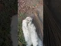 Download Lagu Trending ringtone||Cat tiktok Ringtone❤️|| New DJ remix 2020||mp3 tik tok ringtone