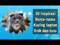 Download Lagu Nama-nama Kucing Jantan Unik, Lucu dan Kekinian