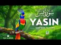 Surah Yaseen Full | Emotional Recitation to Soothe Heart | Morning Blessings | Remove Anxiety Today
