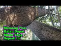 Download Lagu The instructions are accurate and precise, the honey results are satisfying #bee #honey #bees #fo...