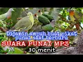 Download Lagu Suara punai mp3 30 menit , di jamin sangat ampuh untuk pikat dan berburu punai 100% Orang paki ini