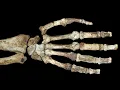 Did Early Humans Have Stone Tools Before Opposable Thumbs