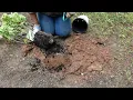 Weeding Cut Flower Garden area and planting Limelight Hydrangea