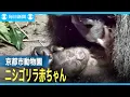 ニシゴリラの赤ちゃん誕生　6年ぶり　京都市動物園
