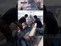 Download Lagu Giant Deep Sea Prawn Caught by Fishermen!🐙🦑🦀#deepseafishing #giantseacreature #fishingexploration