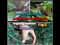 Download Lagu SUARA PIKAT BURUNG PELANDUK SEMAK DADA PUTIH....PALING AMPUH..MP3