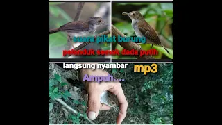suara pikat burung pelanduk semak dada putih paling ampuh mp3