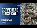 Close call with venomous copperhead Snake bite risks and costs in North Carolina