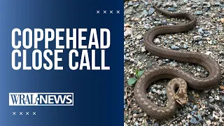 Close call with venomous copperhead Snake bite risks and costs in North Carolina