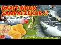 Download Lagu EVIL RECIPE FOR STEAMED CORN BAIT!! 3 PARENT FISH WERE EATEN OUT DUE TO THE FEROCIOUSNESS OF THIS...