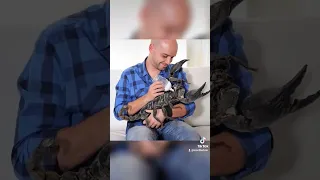 أكبر الحشرات على الأرض العصور القديمة 