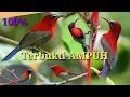 Download Lagu SUARA PIKAT BURUNG SEPAH RAJA ribut