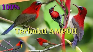 suara pikat burung sepah raja ribut