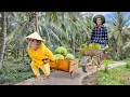 Download Lagu Smart CUTIS Harvest Processing Big Coconuts Sell Go Market