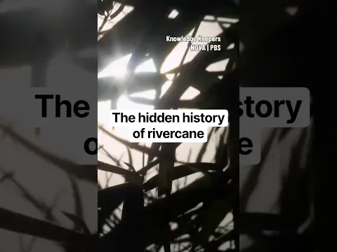 The hidden history of rivercane #indigenous #choctaw #ecology #history