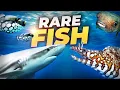 Download Lagu Insanely RARE Saltwater Fish that you can buy!