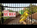 Download Lagu SUARA PLECI DAKUN MERAPI NGALAS AMPUH BUAT MERANGSANG AGAR CEPAT GACOR