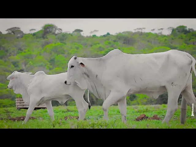 Novilha Nelore AFOM - 4499