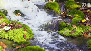 solawat jibril sulis