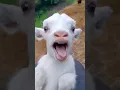 Download Lagu CALA A BOCA BODINHO 🐐🤫 #music #shortsfeed #like #cute #shorts #viralvideo #dj #humor #memes #brasil