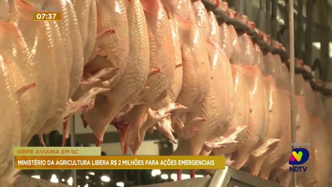 Gripe aviária em SC: Ministério da Agricultura libera R$ 2 milhões para ações emergenciais